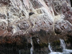 Sadly, this baby sea lion was wounded and is laying on the rocks.