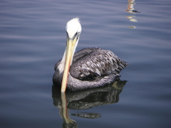 A pelican on the way to the National Reserve of Paracas.