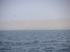 A distant view an island in the National Reserve of Paracas.