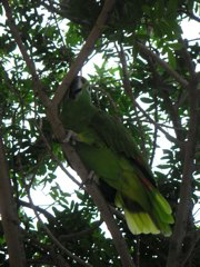 An amusing bird at the Hotel-Hacienda San José in the province of Chincha.