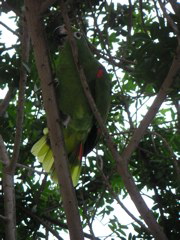 An amusing bird at the Hotel-Hacienda San José in the province of Chincha.