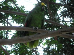 An amusing bird at the Hotel-Hacienda San José in the province of Chincha.