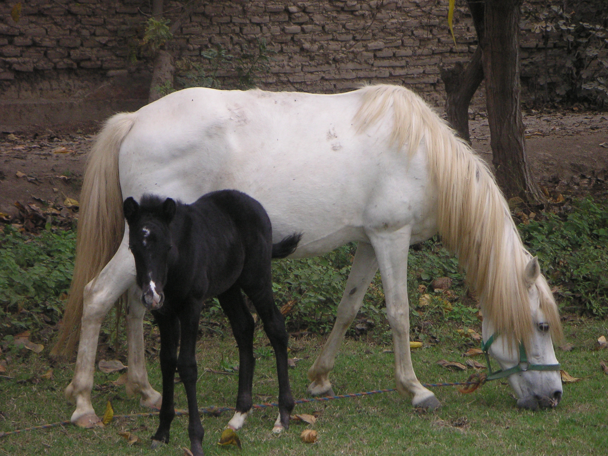 A mare and her baby at the Hotel-Hacienda San José, Chincha.