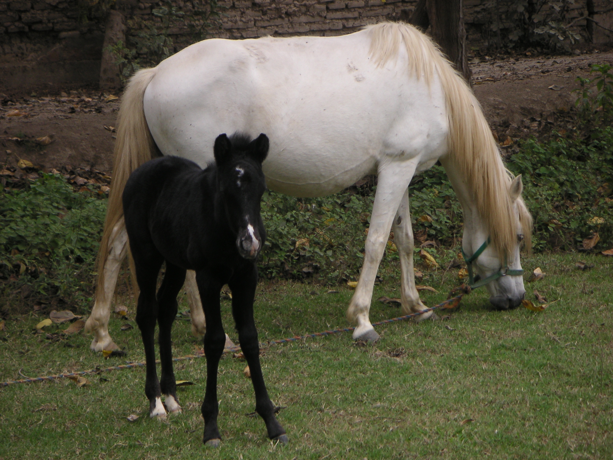 A mare and her baby at the Hotel-Hacienda San José, Chincha.