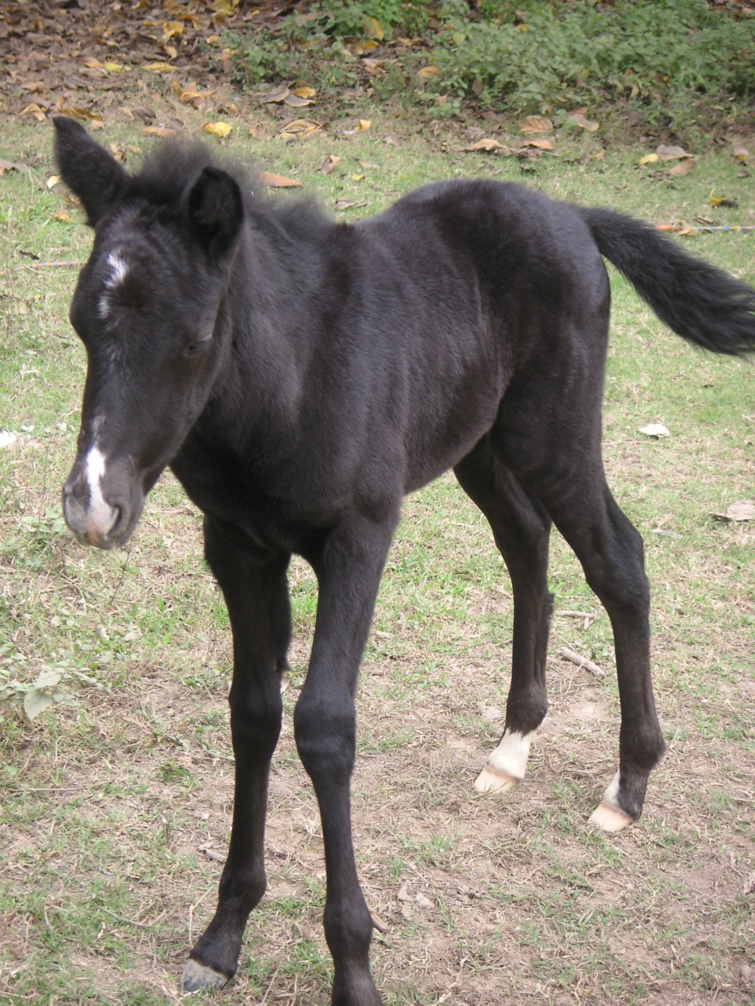 A young horse at the Hotel-Hacienda San José, Chincha.