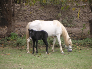 A mare and her baby at the Hotel-Hacienda San José, Chincha.