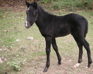 A young horse at the Hotel-Hacienda San José, Chincha.