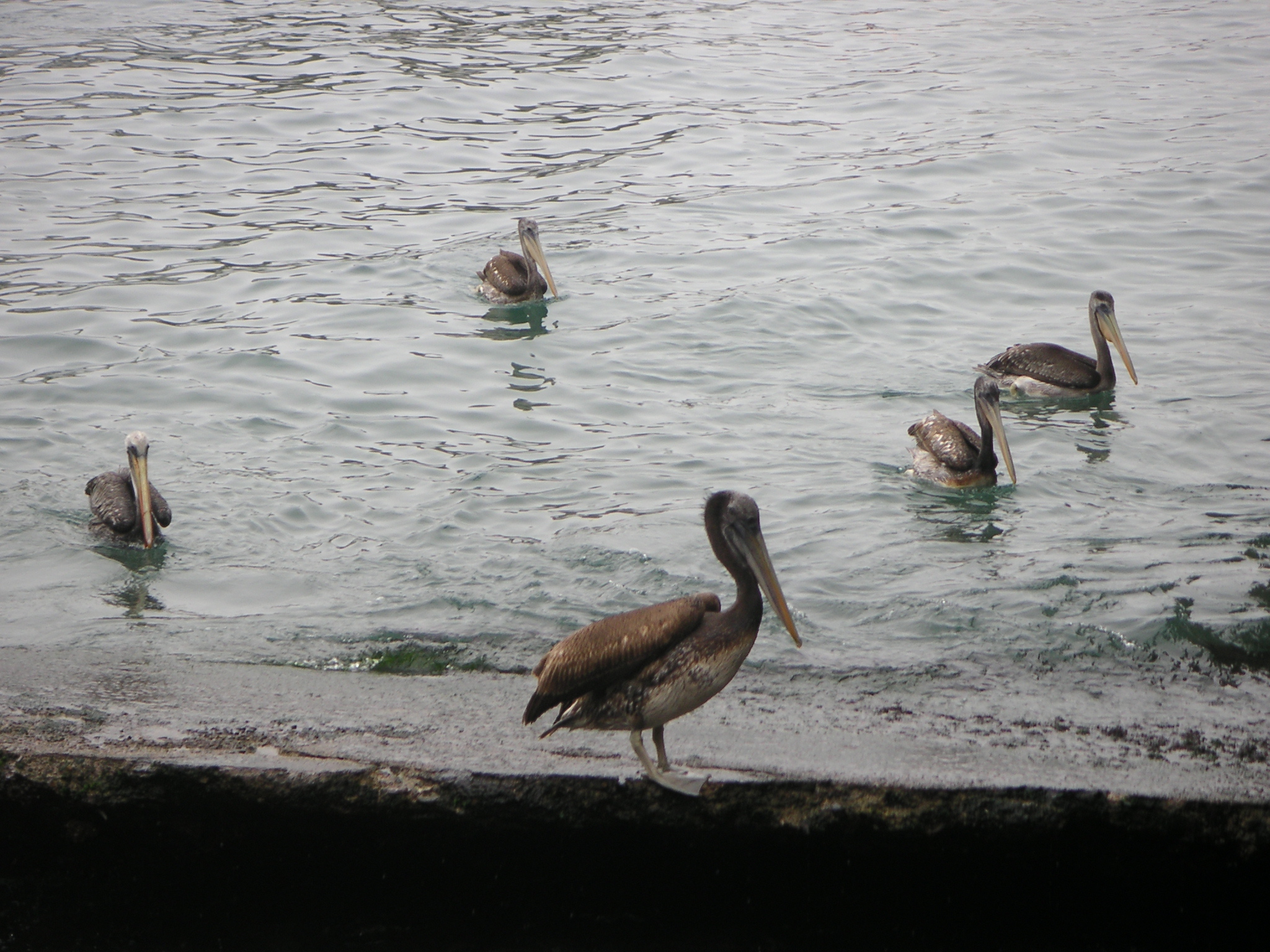 Pelicans at the dock, Pucusana.