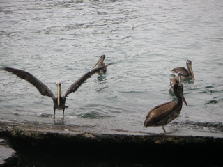 Pelicans at the dock, Pucusana.