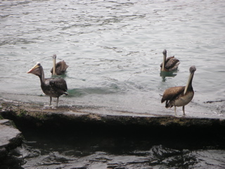 Pelicans at the dock, Pucusana.